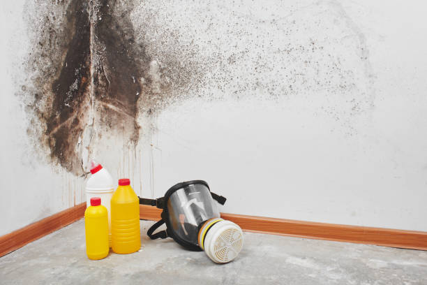 Best DIY Mold Remediation Support Services in North Star, DE