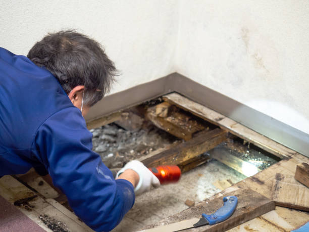 Best Black Mold Remediation in North Star, DE