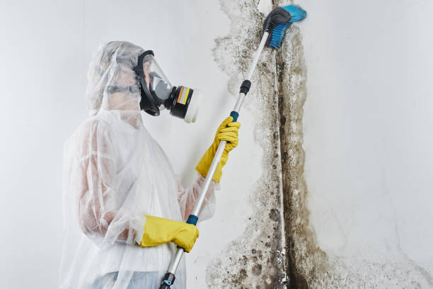 Best Mold Remediation for Schools in North Star, DE