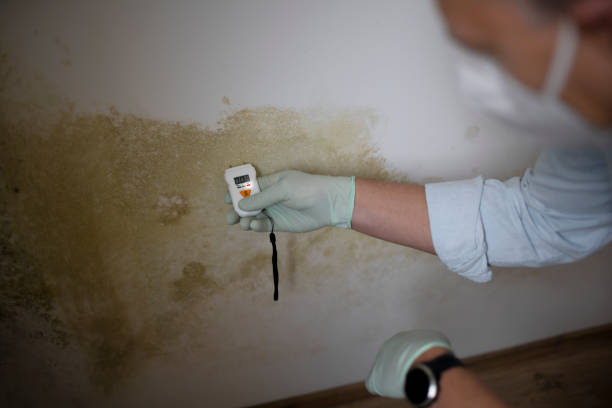 Best Industrial Mold Remediation in North Star, DE