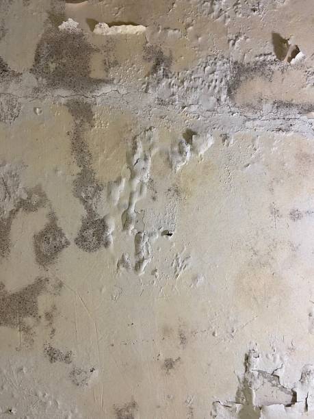 Best Post-Flood Mold Remediation in North Star, DE
