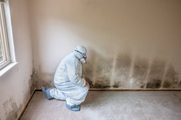 Best Emergency Mold Remediation in North Star, DE