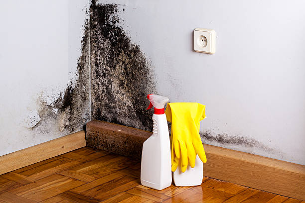 Best Post-Flood Mold Remediation in North Star, DE